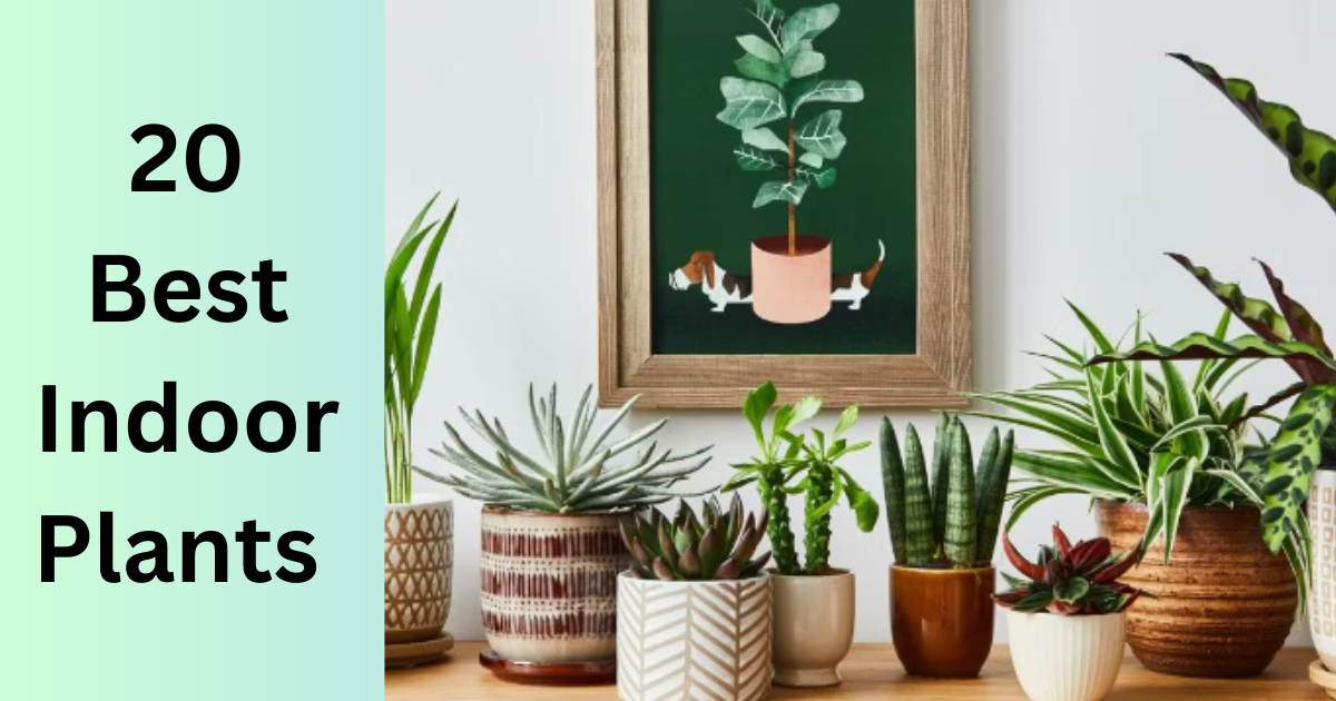 20 best Indoor Plants