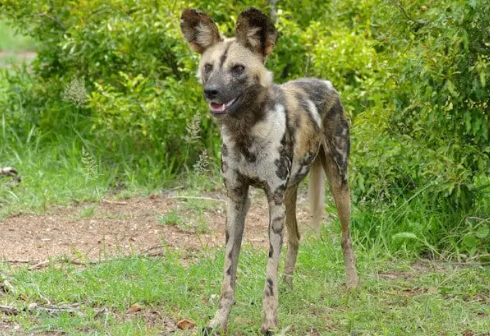 Bravest Animals , Bravest Animals in the World