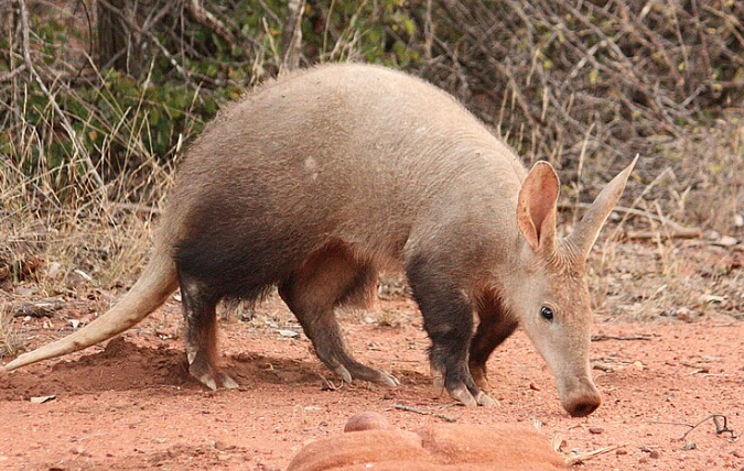 aardvark