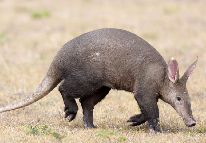 aardvark