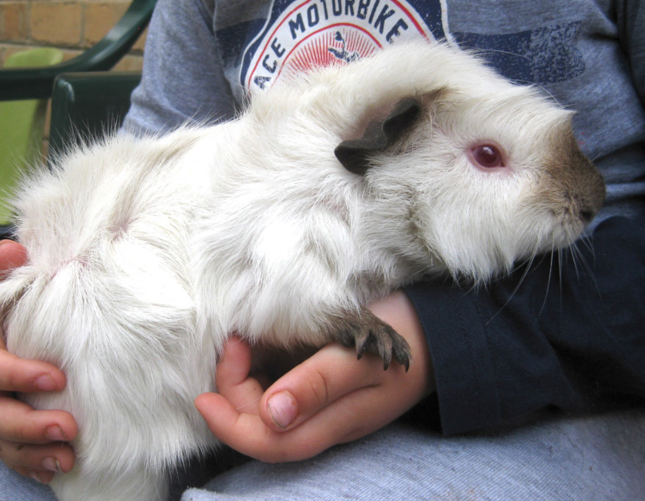 Abyssinian Guinea Pig