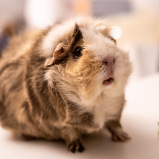 Abyssinian Guinea Pig