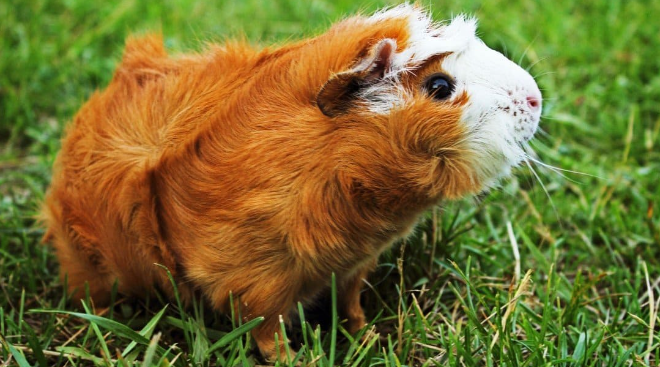 Abyssinian Guinea Pig