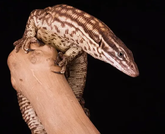 Ackie Monitors
