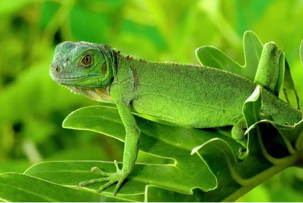 8 GREEN LIZARDS IN FLORIDA
