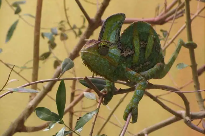 8 Green Lizard in Florida
